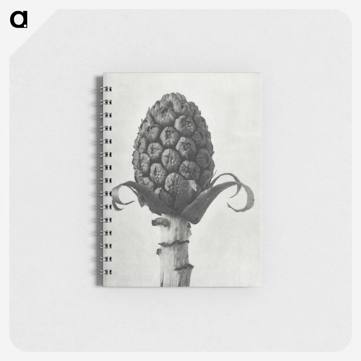 1-61_Karl-Blossfeldt_memo