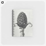 1-61_Karl-Blossfeldt_memo