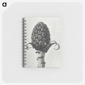 1-61_Karl-Blossfeldt_memo