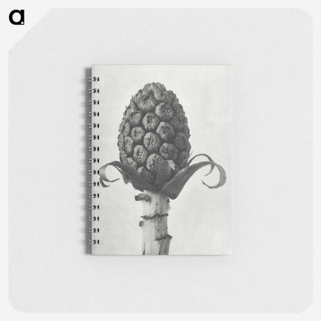 1-61_Karl-Blossfeldt_memo