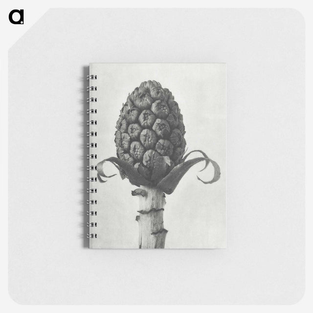 1-61_Karl-Blossfeldt_memo