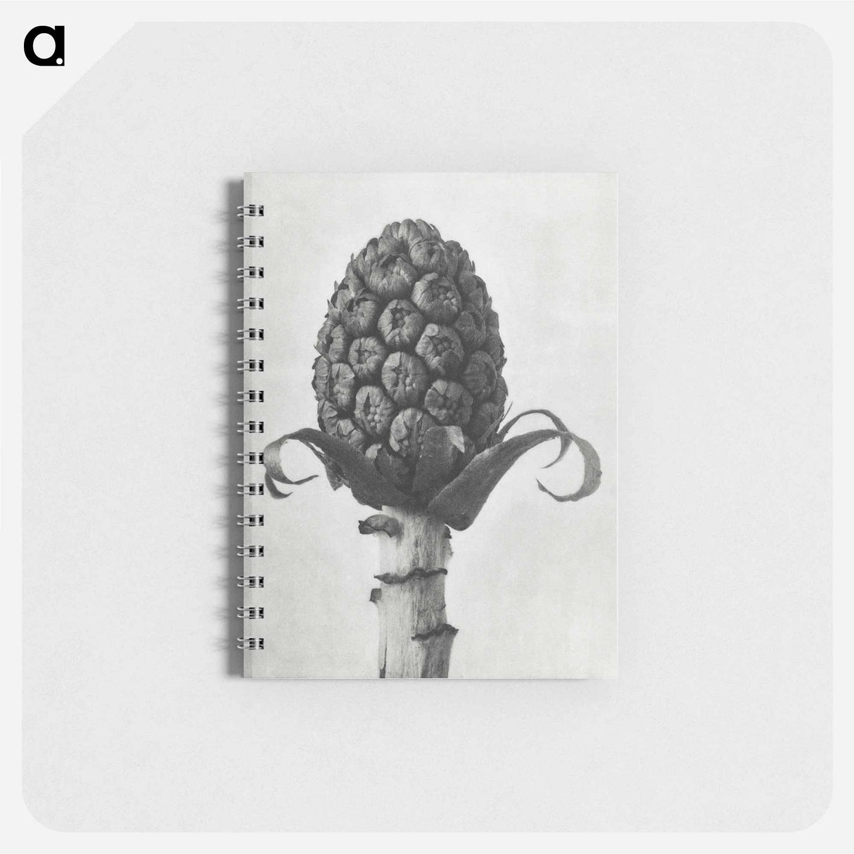 アートメモ帳-Petasites Officinalis (Butterbur) - カール ブロスフェルト Memo.