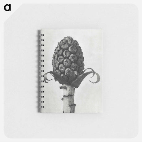 アートメモ帳-Petasites Officinalis (Butterbur) - カール ブロスフェルト Memo.