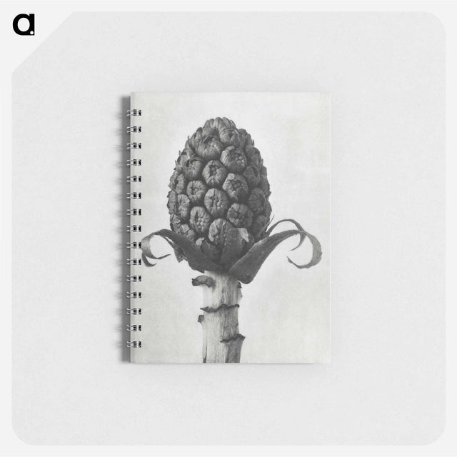 アートメモ帳-Petasites Officinalis (Butterbur) - カール ブロスフェルト Memo.