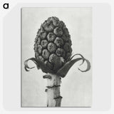 1-61_Karl-Blossfeldt_picture-crop