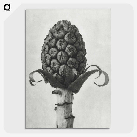 1-61_Karl-Blossfeldt_picture-crop