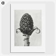 1-61_Karl-Blossfeldt_picture
