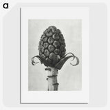 1-61_Karl-Blossfeldt_picture