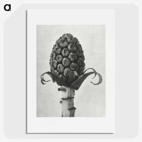 1-61_Karl-Blossfeldt_picture