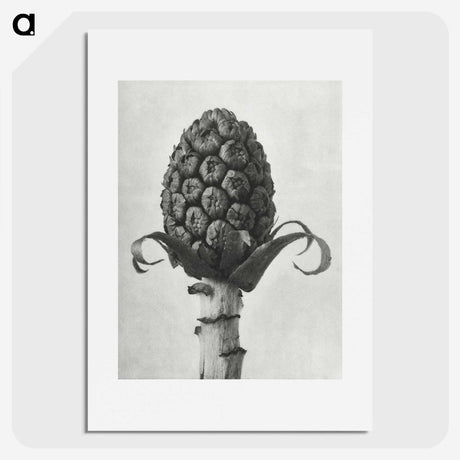 1-61_Karl-Blossfeldt_picture