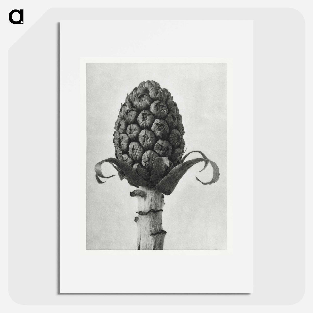 Petasites Officinalis (Butterbur) - Karl Blossfeldt Poster.
