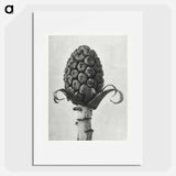 Petasites Officinalis (Butterbur) - Karl Blossfeldt Poster.