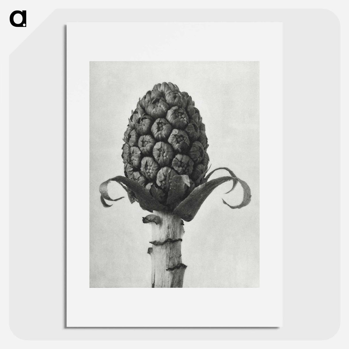 アートポスター-Petasites Officinalis (Butterbur) - カール ブロスフェルト Poster.