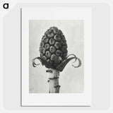 アートポスター-Petasites Officinalis (Butterbur) - カール ブロスフェルト Poster.