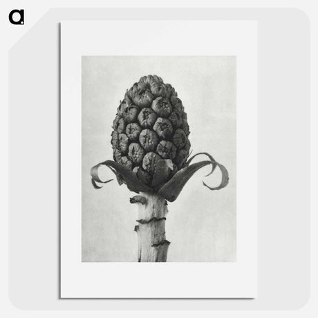 アートポスター-Petasites Officinalis (Butterbur) - カール ブロスフェルト Poster.