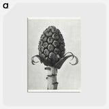 アートポストカード-Petasites Officinalis (Butterbur) - カール ブロスフェルト Postcard.