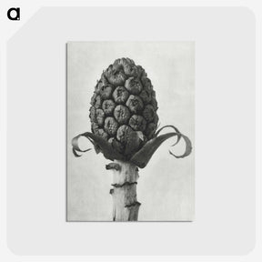 1-61_Karl-Blossfeldt_postcard