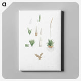 1-61_La-Botanique_canvas