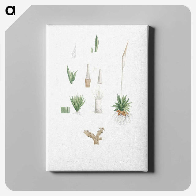 1-61_La-Botanique_canvas