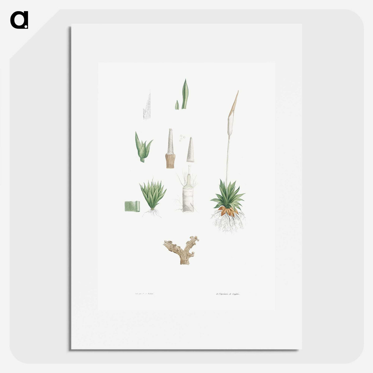 1-61_La-Botanique_picture