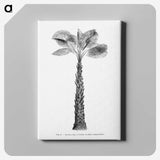 1-61_Les-Palmiers-Histoire-Iconographique_canvas