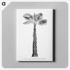 1-61_Les-Palmiers-Histoire-Iconographique_canvas