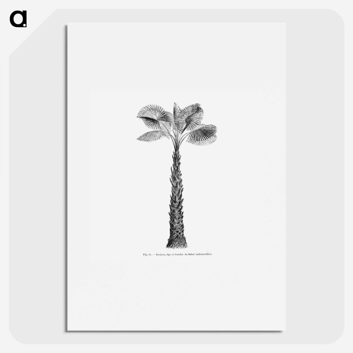 1-61_Les-Palmiers-Histoire-Iconographique_picture
