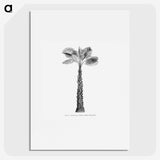 1-61_Les-Palmiers-Histoire-Iconographique_picture