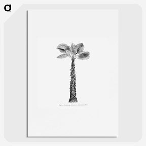 1-61_Les-Palmiers-Histoire-Iconographique_picture