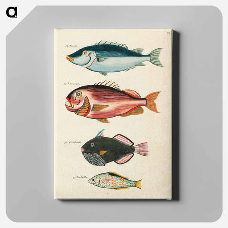 アートパネル-Moluccan Fishes
 - ルイ ルナール Canvas.