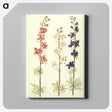 1-61_Maria-Sibylla-Merian_canvas