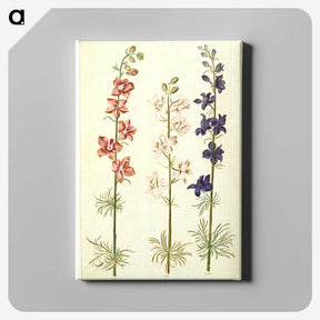 1-61_Maria-Sibylla-Merian_canvas