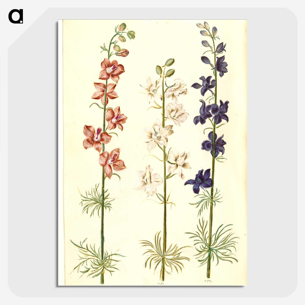 1-61_Maria-Sibylla-Merian_picture-crop