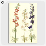 1-61_Maria-Sibylla-Merian_picture-crop