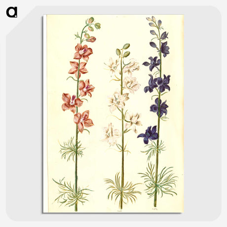 1-61_Maria-Sibylla-Merian_picture-crop