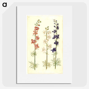 1-61_Maria-Sibylla-Merian_picture