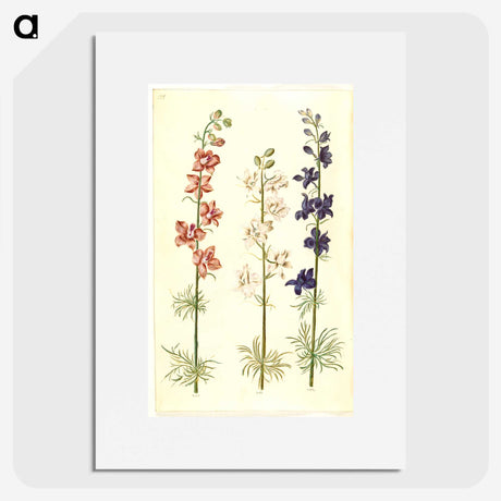 1-61_Maria-Sibylla-Merian_picture