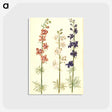 1-61_Maria-Sibylla-Merian_postcard