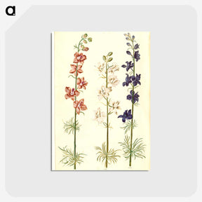 1-61_Maria-Sibylla-Merian_postcard