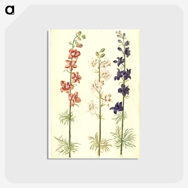 1-61_Maria-Sibylla-Merian_postcard