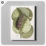 1-61_Mark-Catesby_canvas