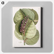 アートパネル-Mangrove Grape-Tree and Great Horned Butterfly
 - マーク ケイツビー Canvas.