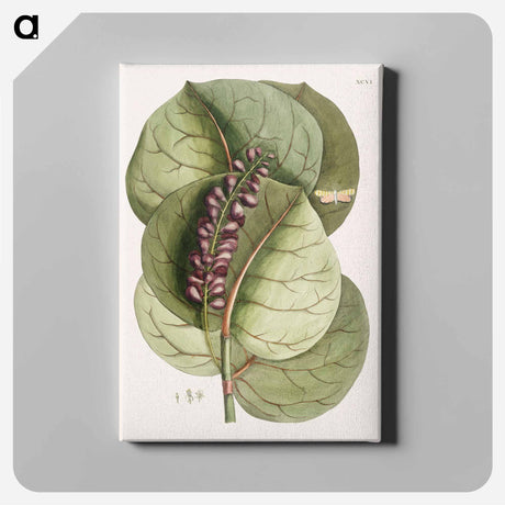 アートパネル-Mangrove Grape-Tree and Great Horned Butterfly
 - マーク ケイツビー Canvas.
