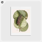 アートポストカード-Mangrove Grape-Tree and Great Horned Butterfly
 - マーク ケイツビー Postcard.