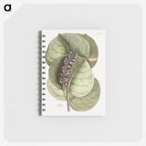 1-61_Mark-Catesby_memo