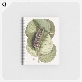 1-61_Mark-Catesby_memo