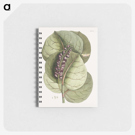 1-61_Mark-Catesby_memo