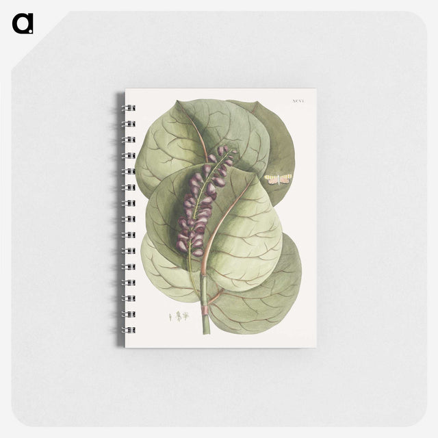 1-61_Mark-Catesby_memo