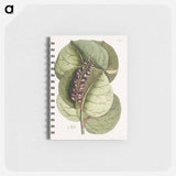 アートメモ帳-Mangrove Grape-Tree and Great Horned Butterfly
 - マーク ケイツビー Memo.