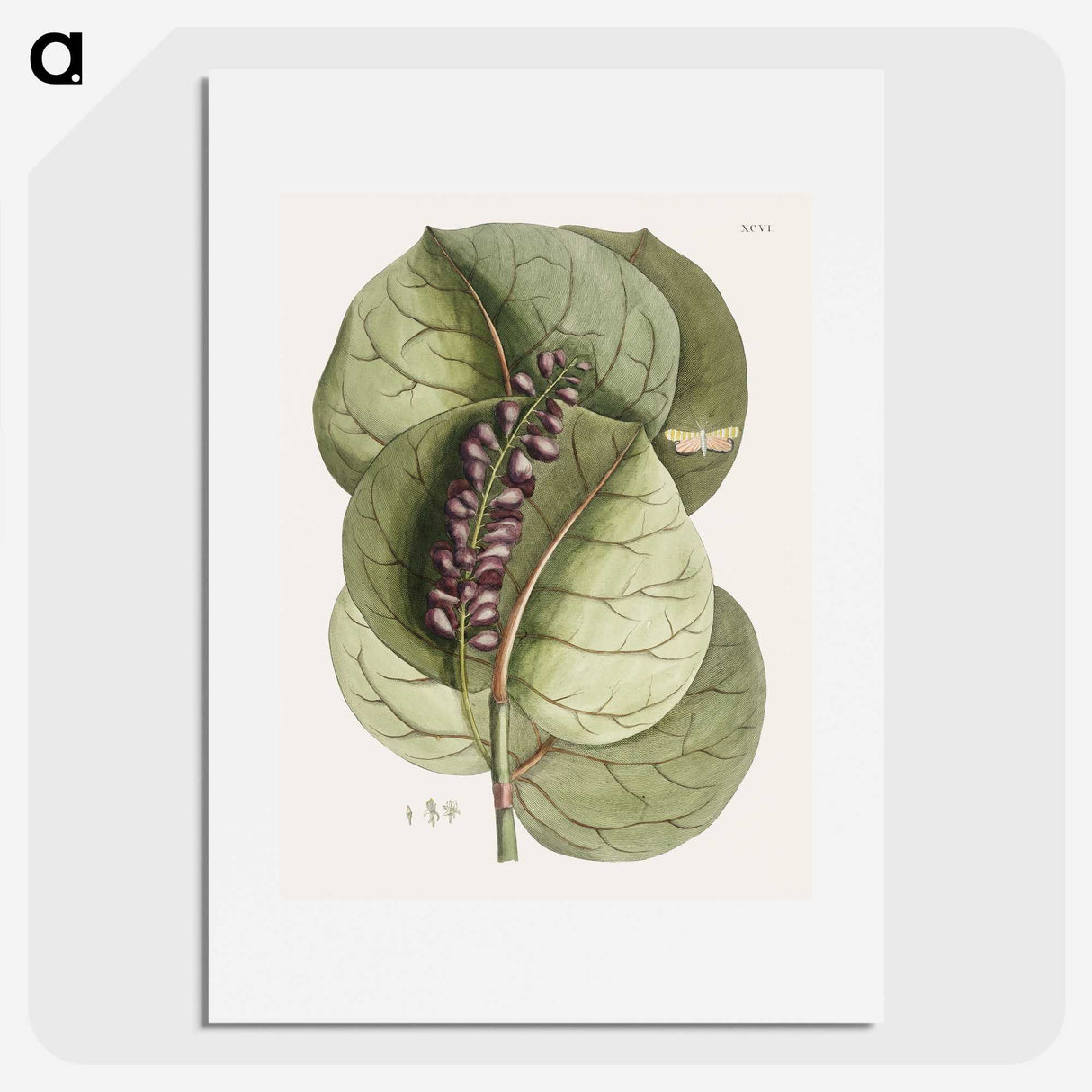 1-61_Mark-Catesby_picture